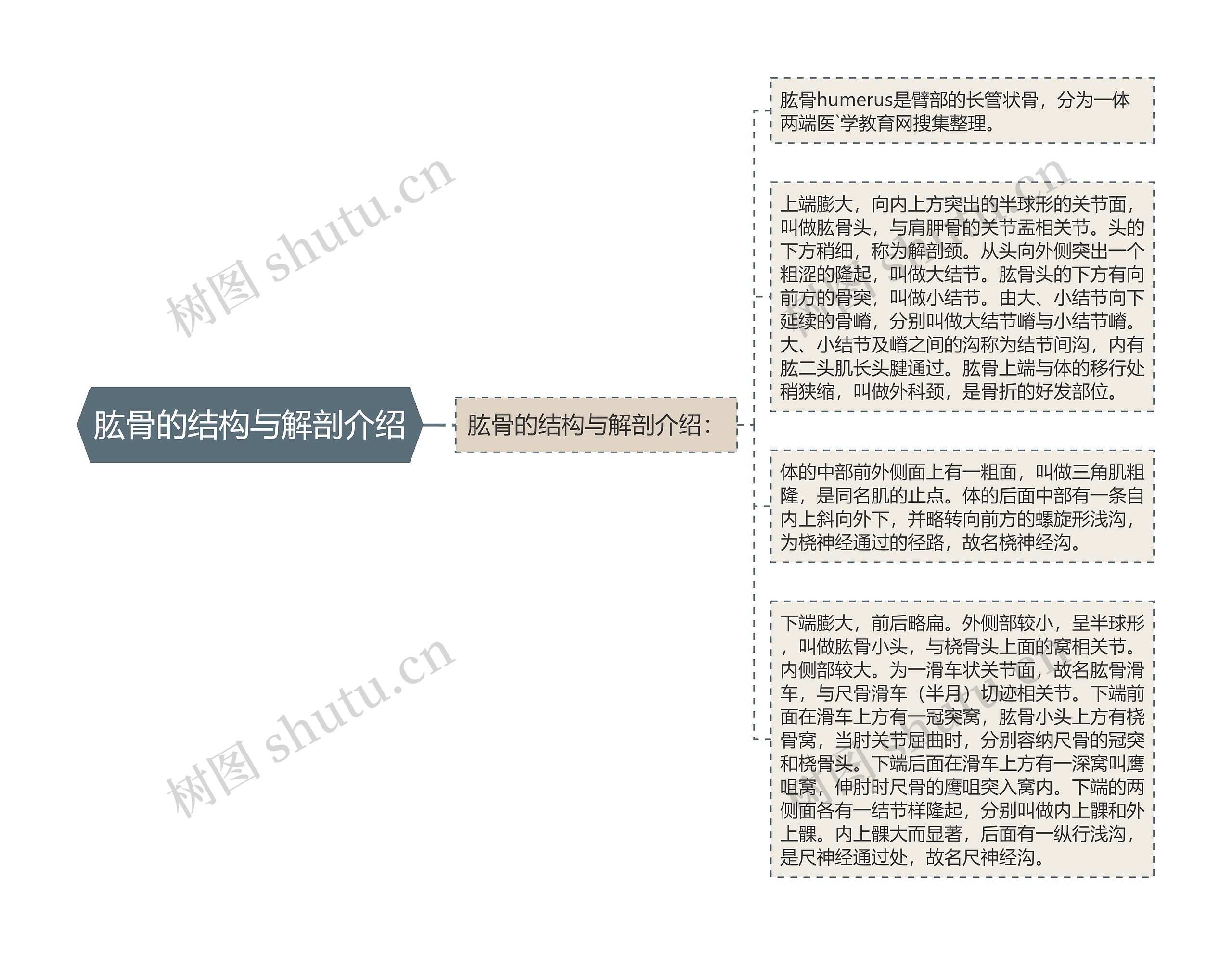 肱骨的结构与解剖介绍思维导图