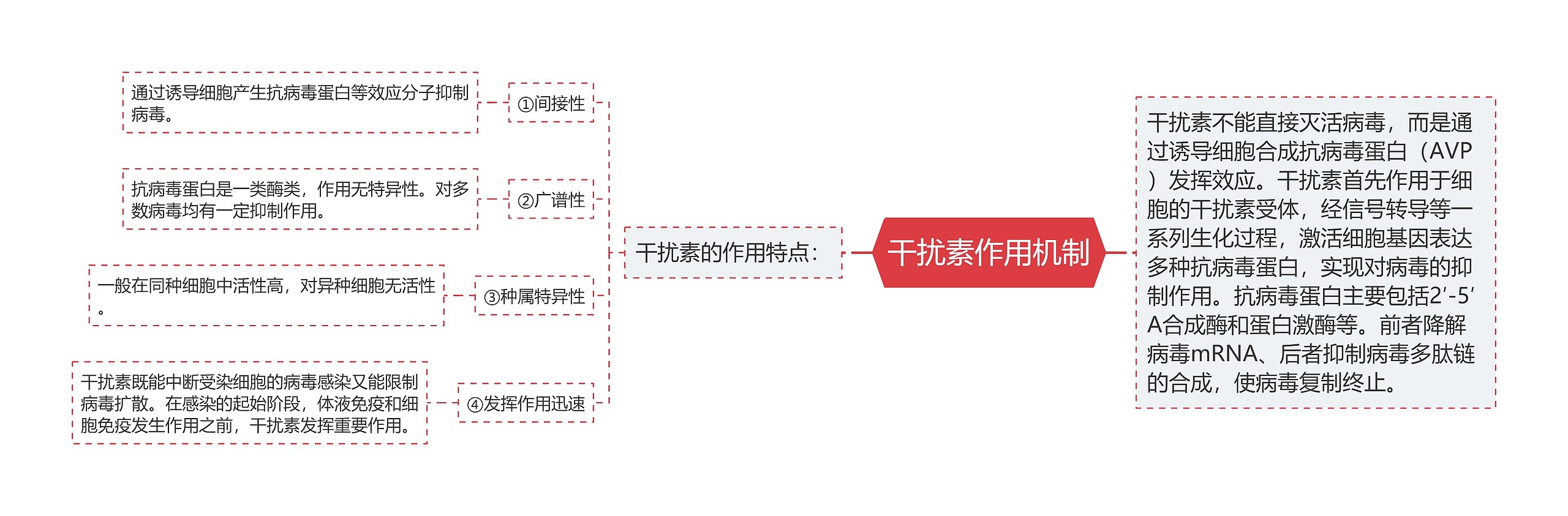 干扰素作用机制