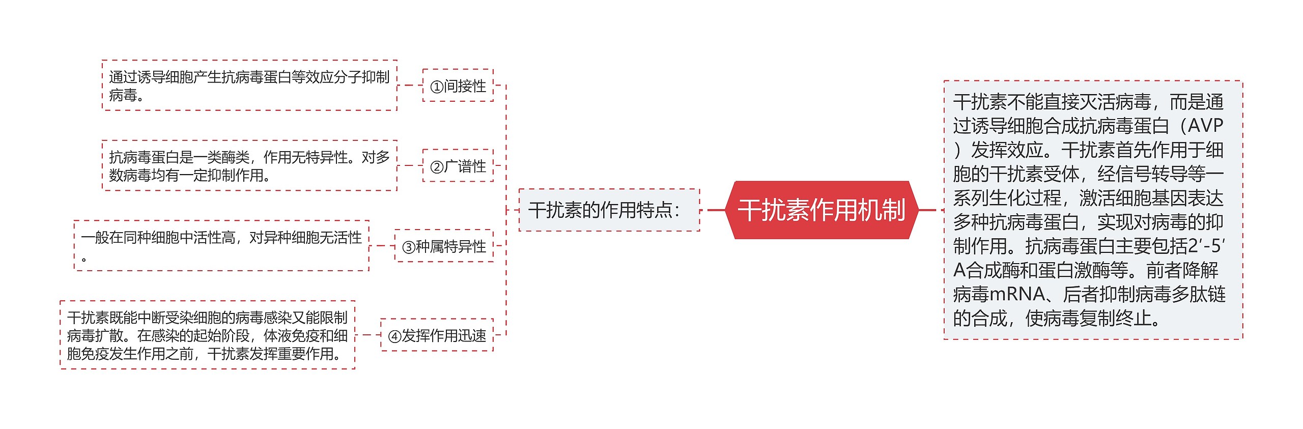 干扰素作用机制思维导图