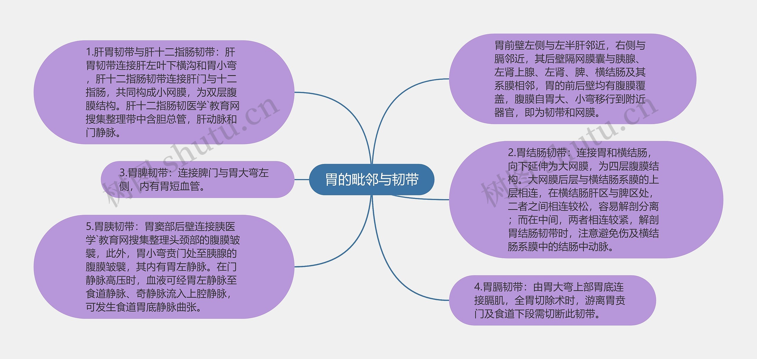 胃的毗邻与韧带