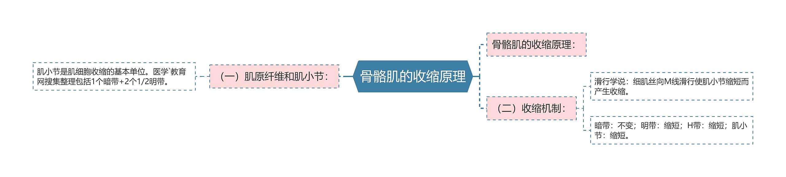 骨骼肌的收缩原理思维导图