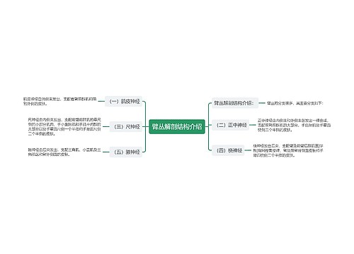 臂丛解剖结构介绍