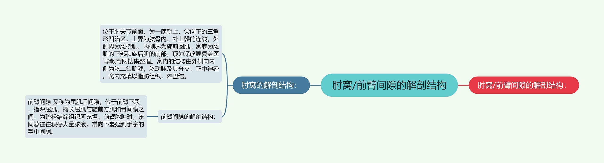 肘窝/前臂间隙的解剖结构 肘窝/前臂间隙的解剖结构