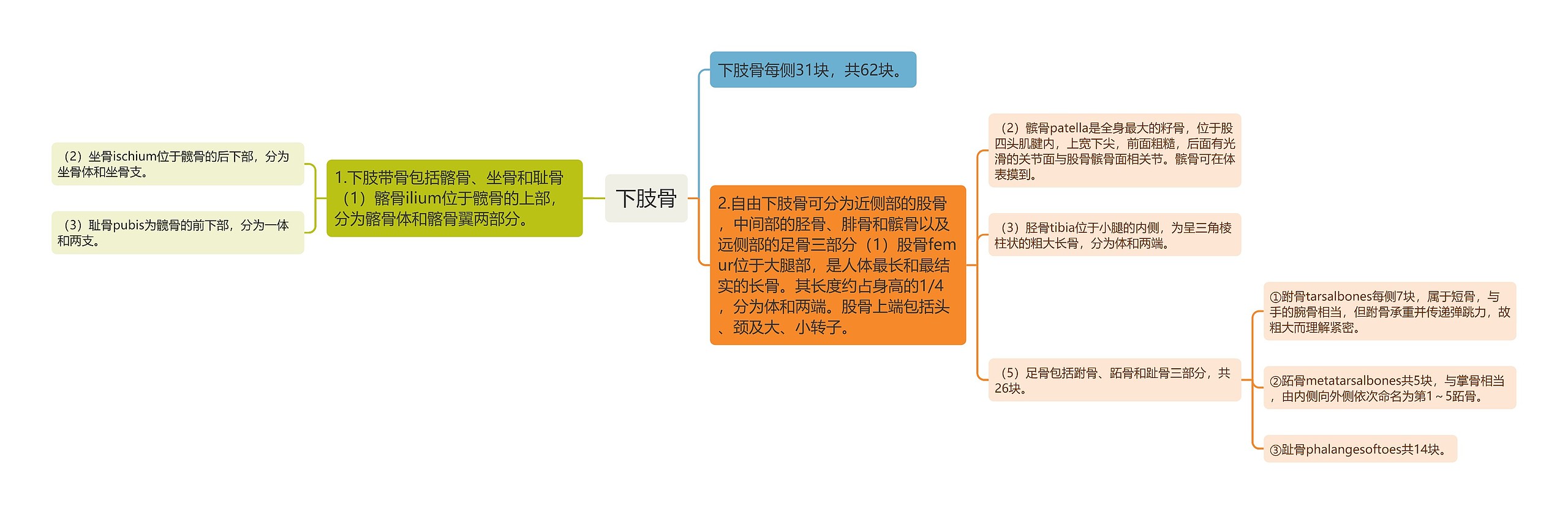 下肢骨