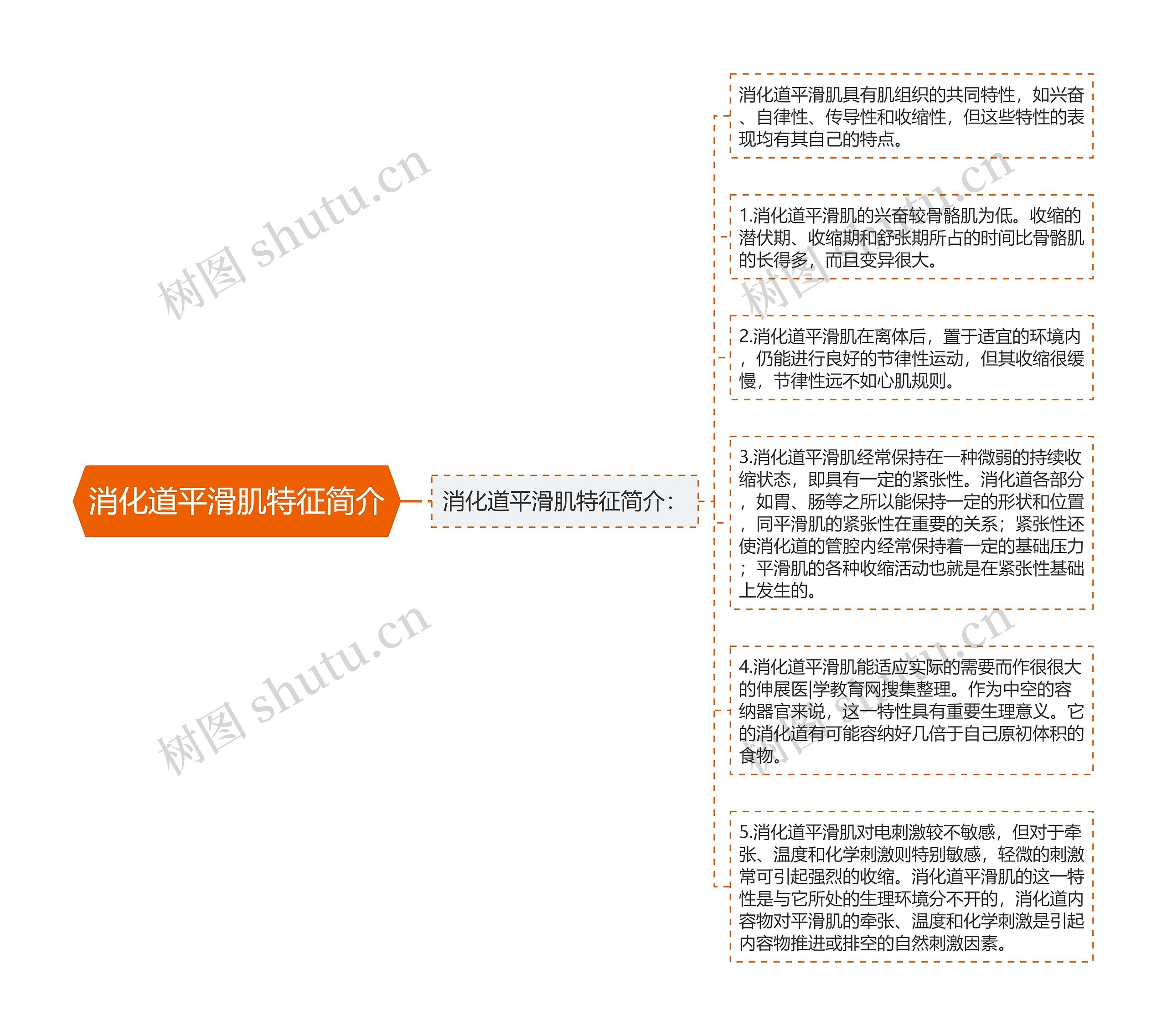 消化道平滑肌特征简介思维导图