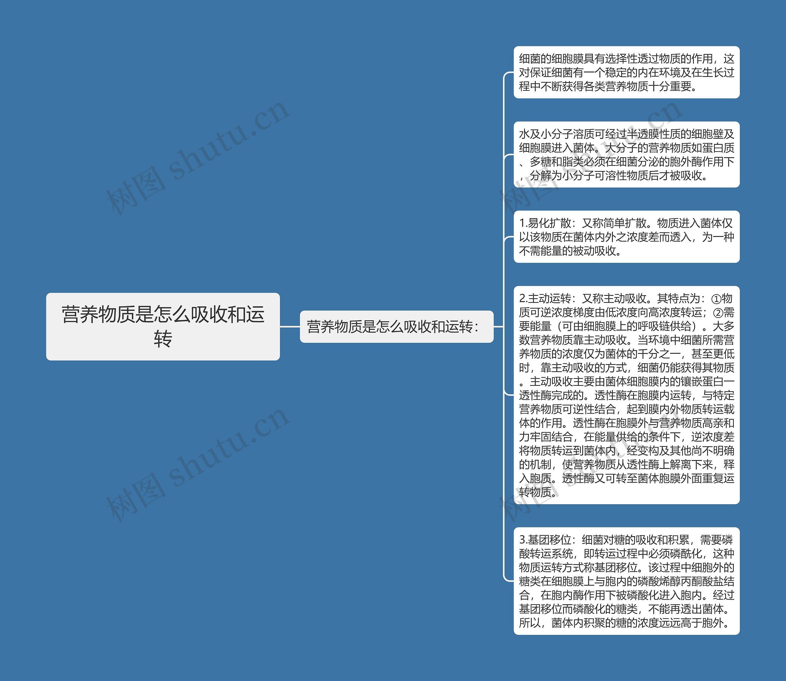 营养物质是怎么吸收和运转思维导图