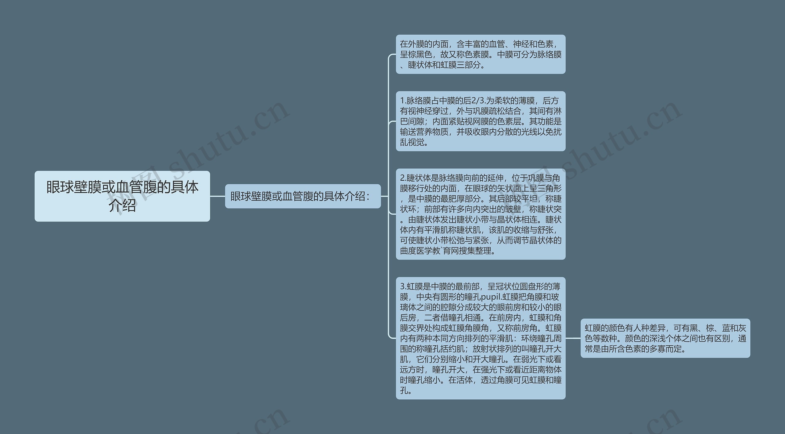 眼球壁膜或血管腹的具体介绍