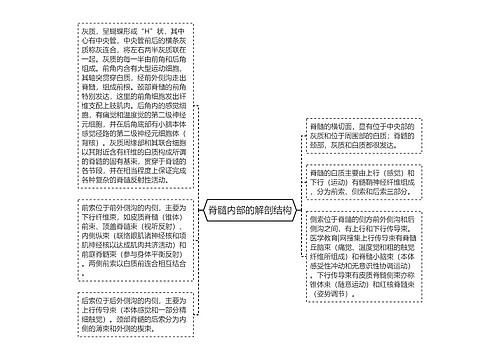 脊髓内部的解剖结构