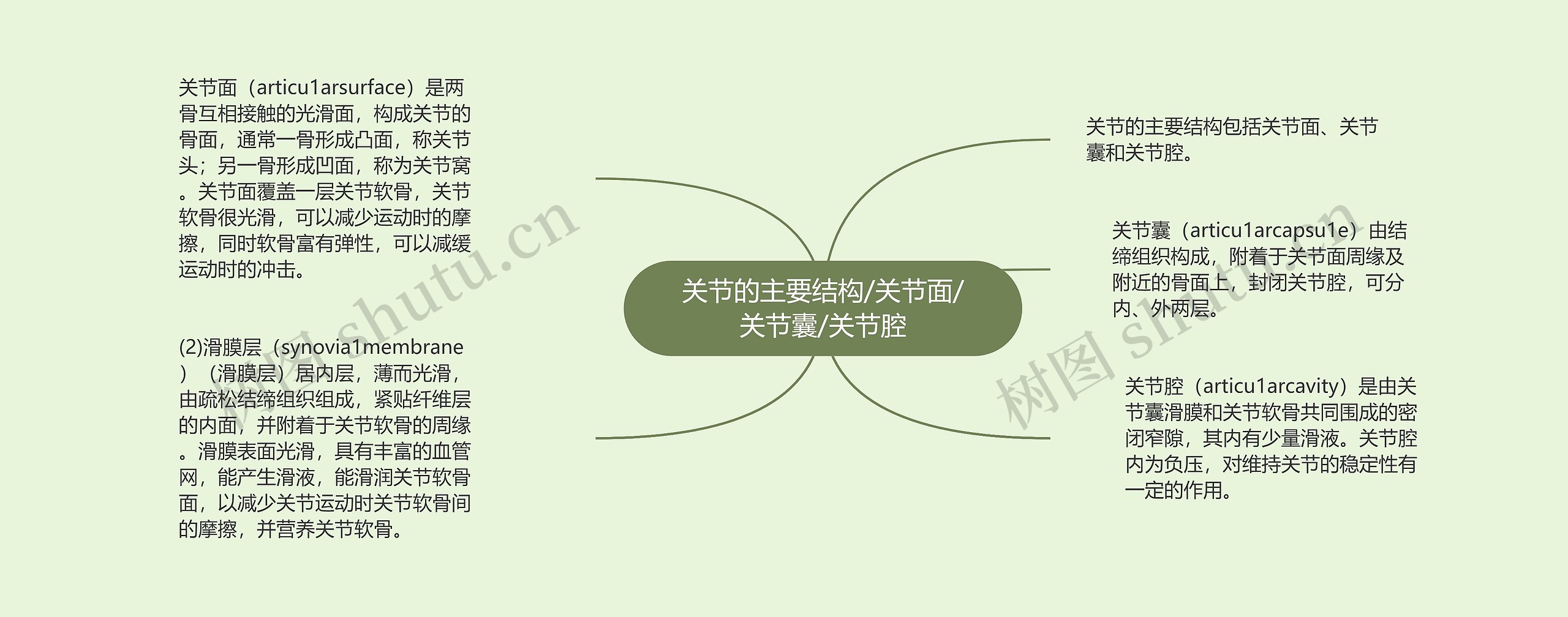 关节的主要结构/关节面/关节囊/关节腔 关节的主要结构/关节面/关节囊/关节腔