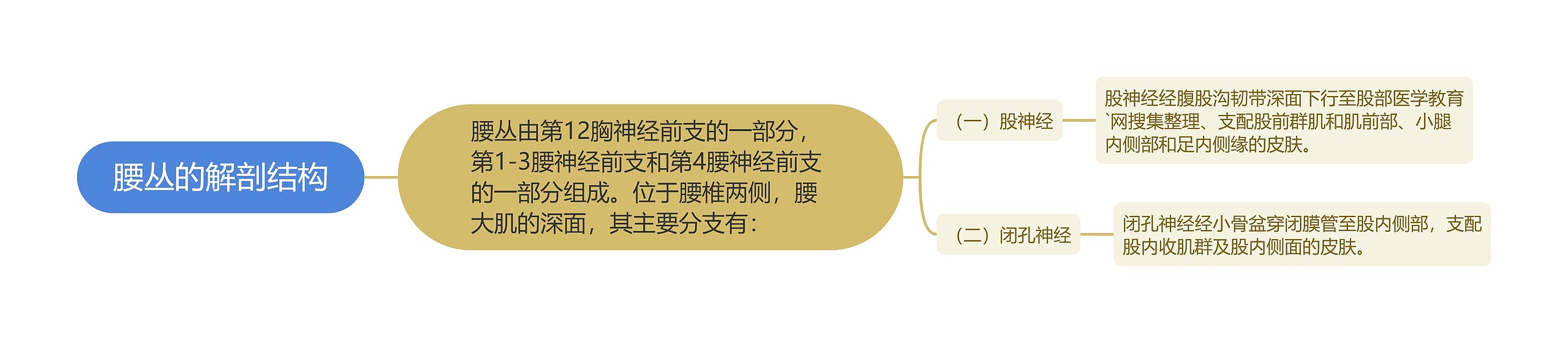 腰丛的解剖结构 腰丛的解剖结构