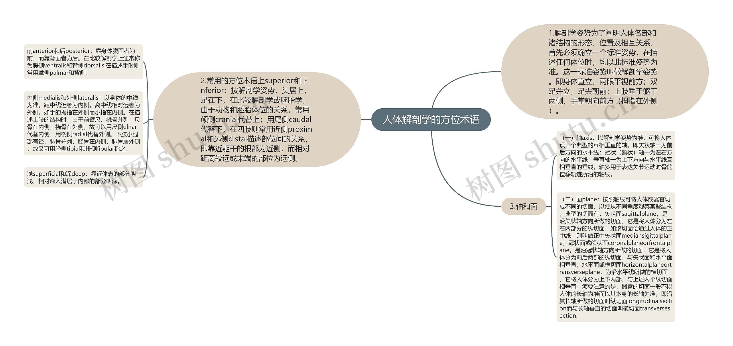 人体解剖学的方位术语 人体解剖学的方位术语