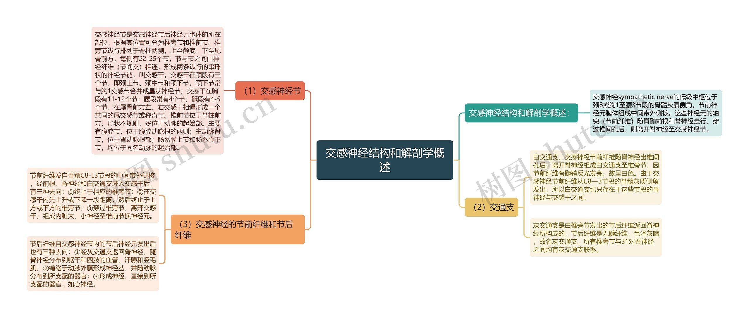 交感神经结构和解剖学概述 交感神经结构和解剖学概述