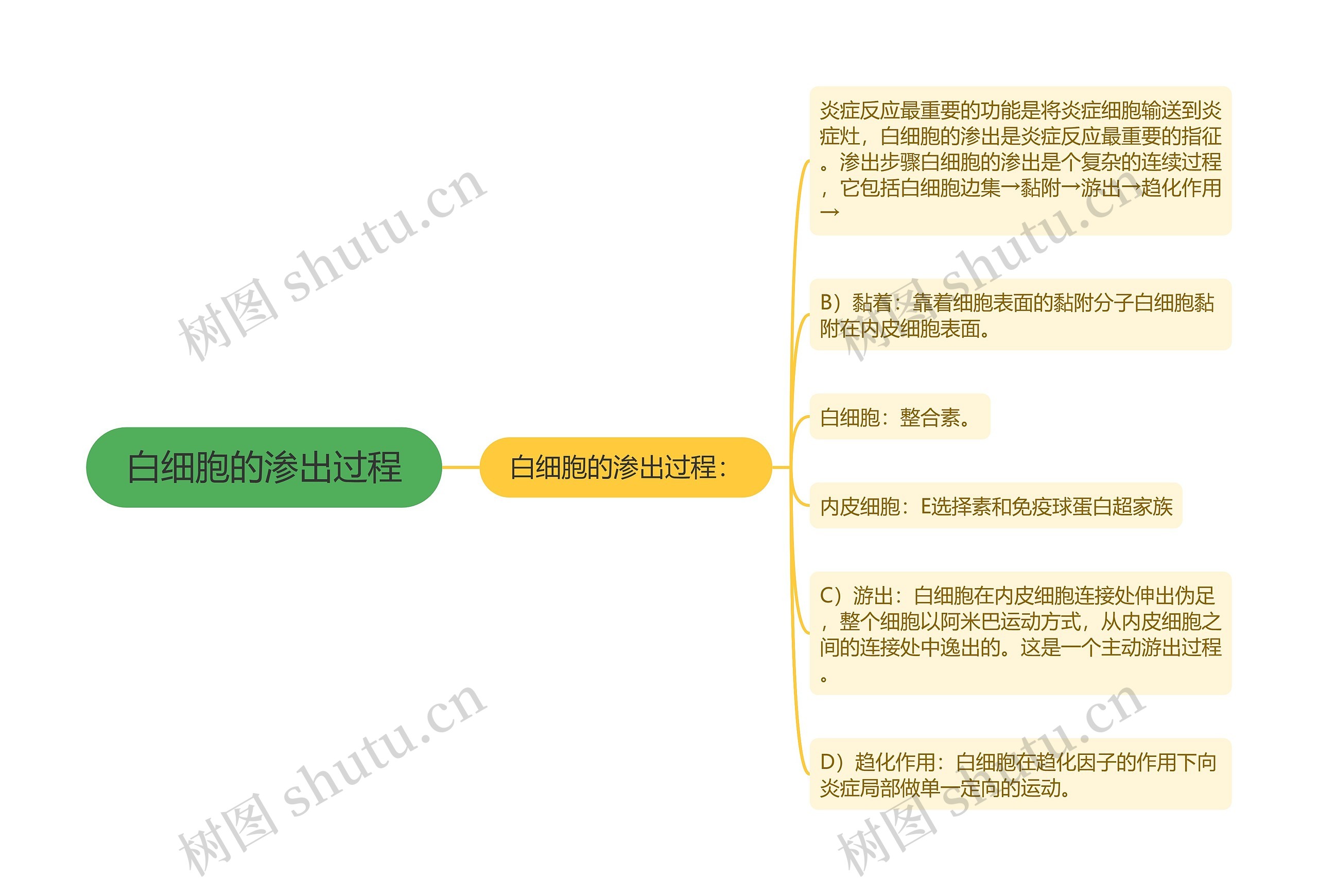 白细胞的渗出过程