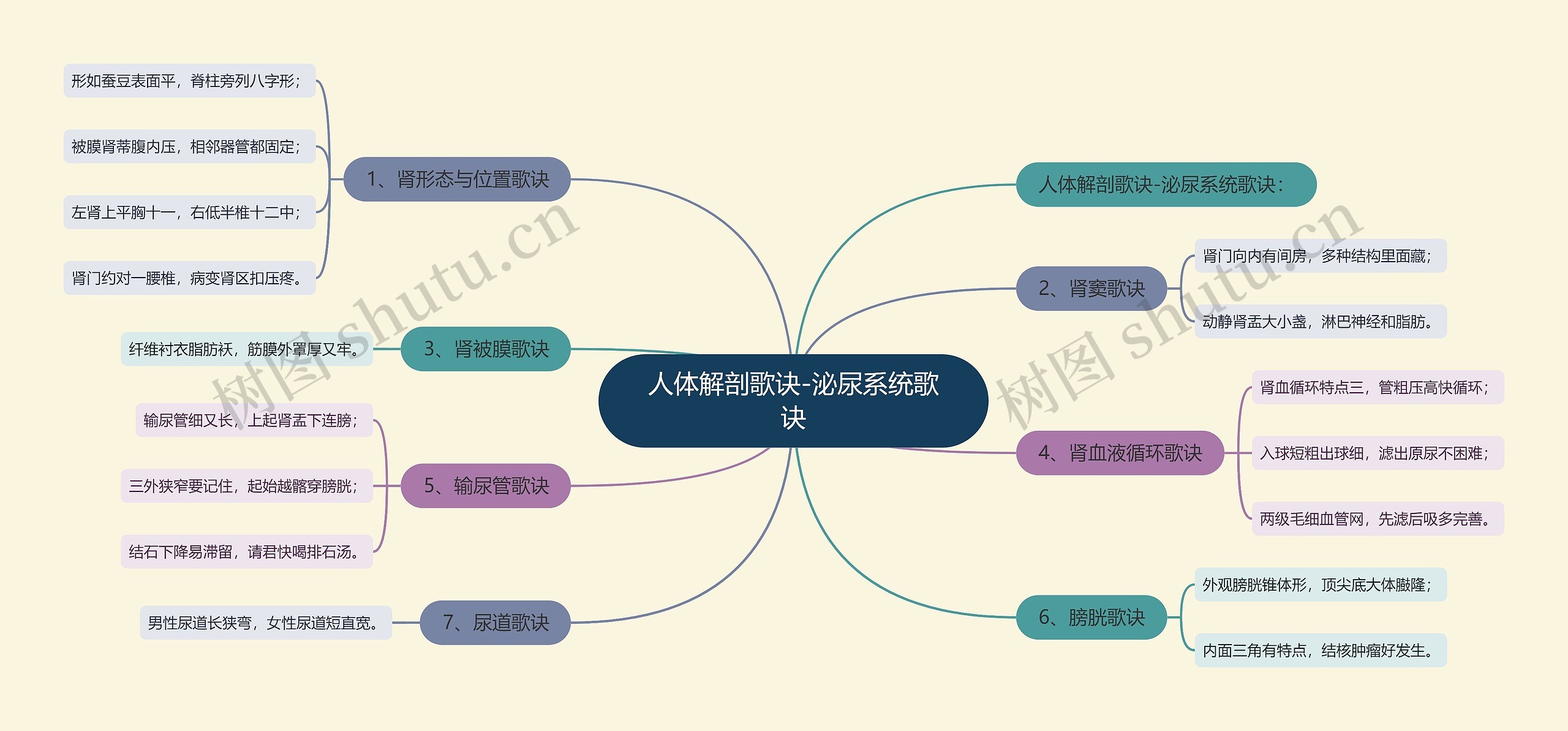 人体解剖歌诀-泌尿系统歌诀思维导图