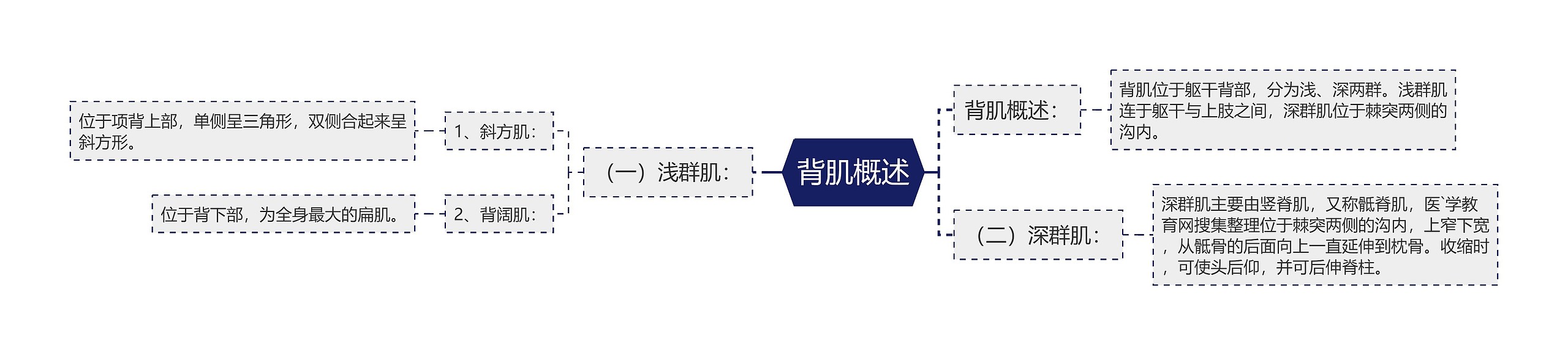 背肌概述思维导图