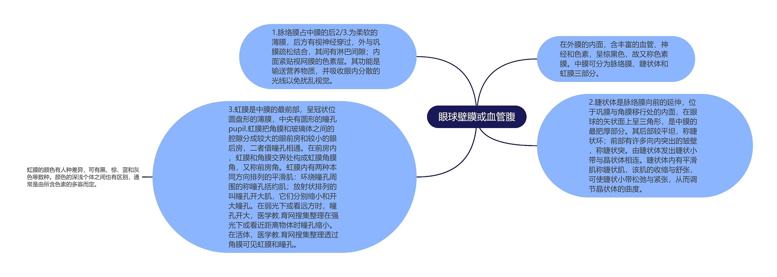 眼球壁膜或血管腹 眼球壁膜或血管腹