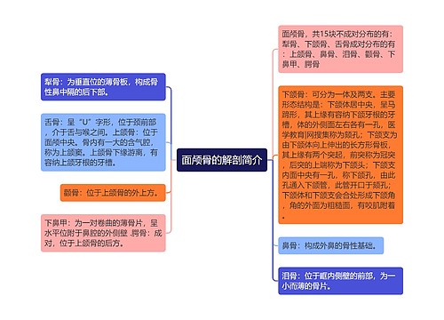 面颅骨的解剖简介