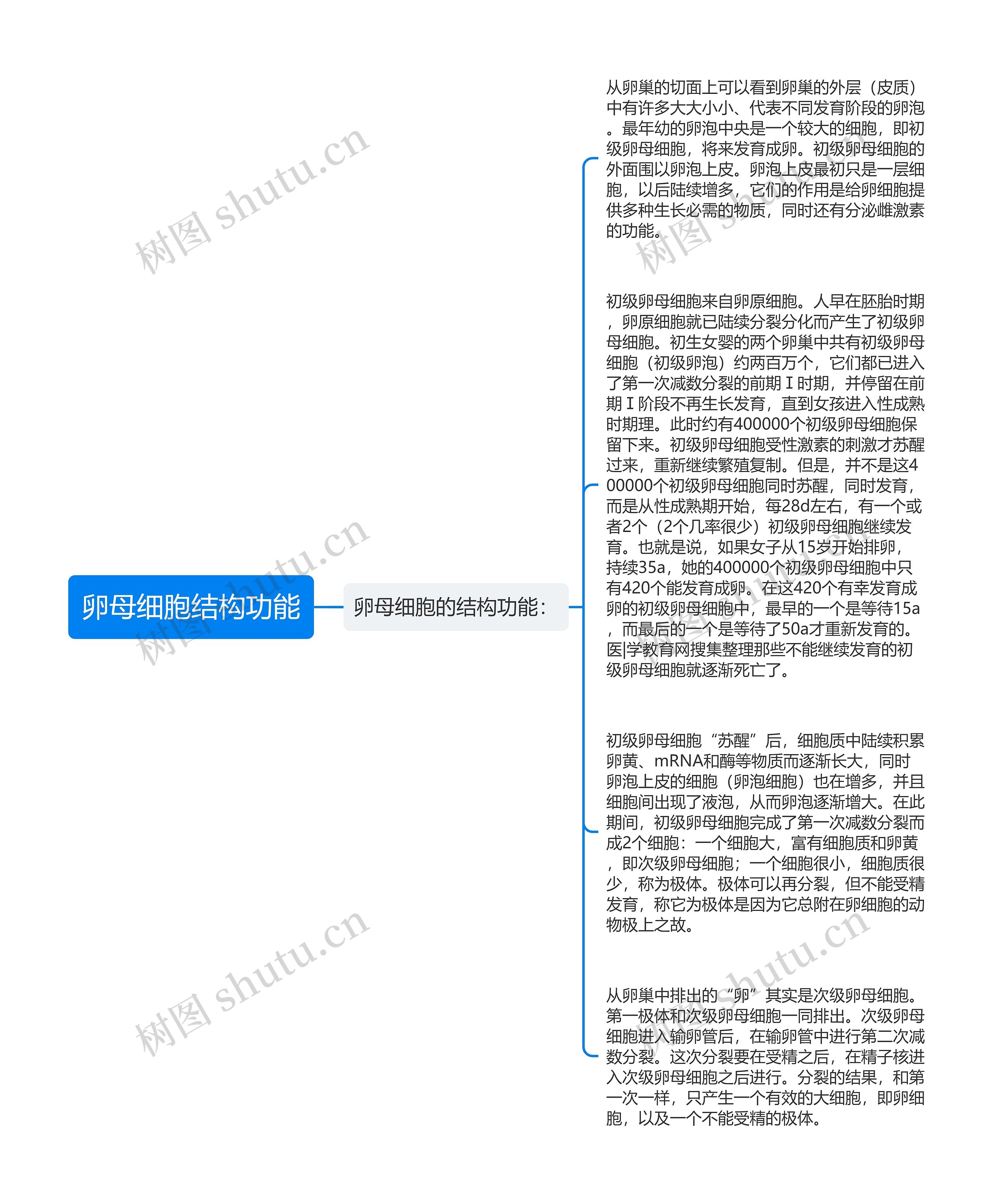 卵母细胞结构功能