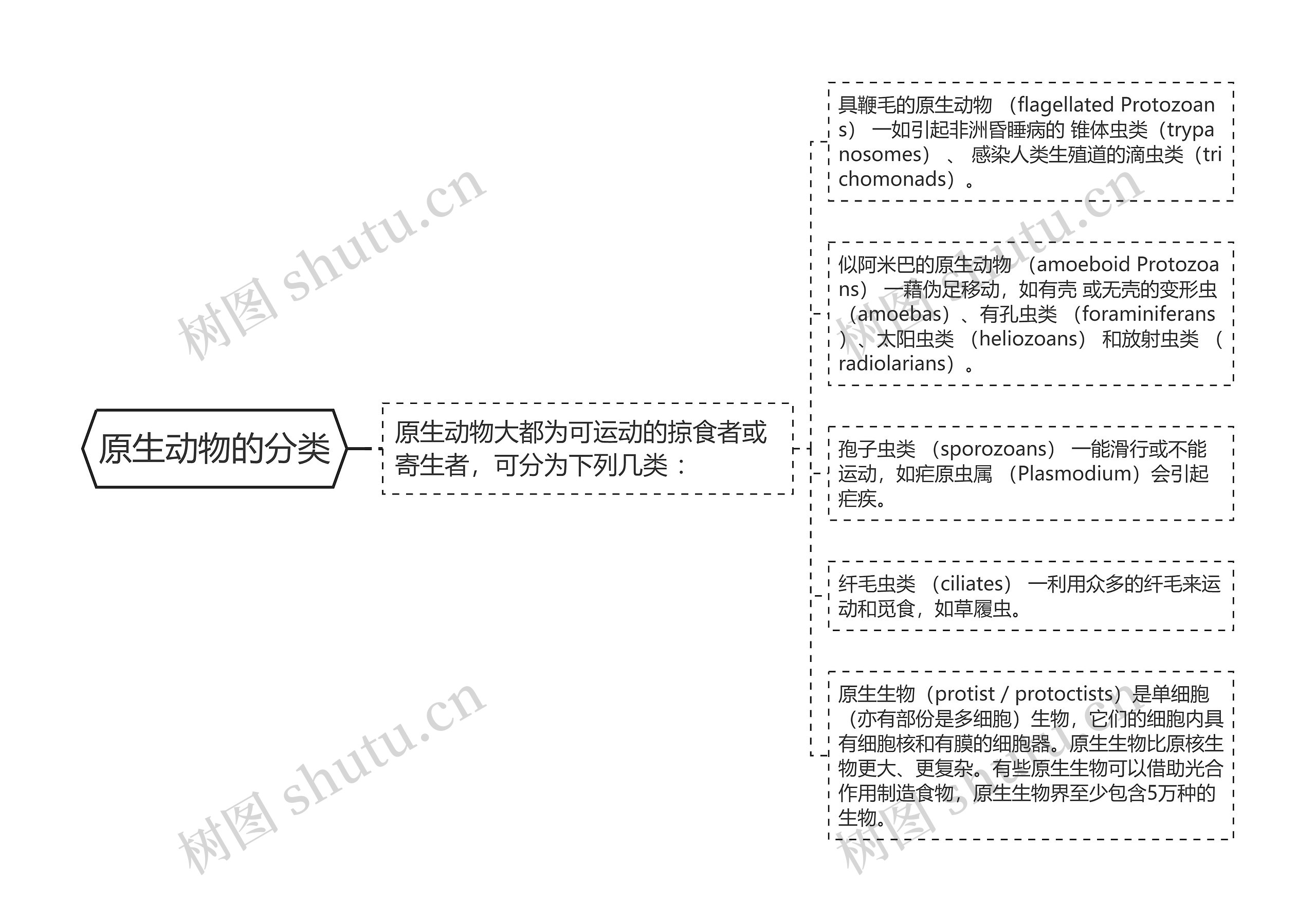 原生动物的分类思维导图