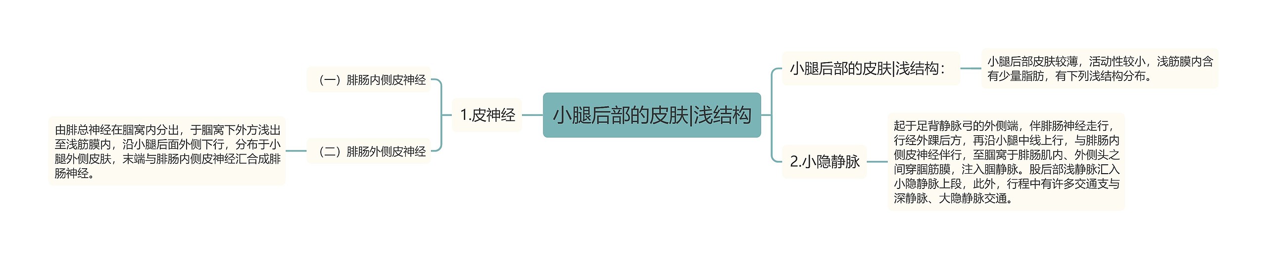 小腿后部的皮肤|浅结构 小腿后部的皮肤|浅结构