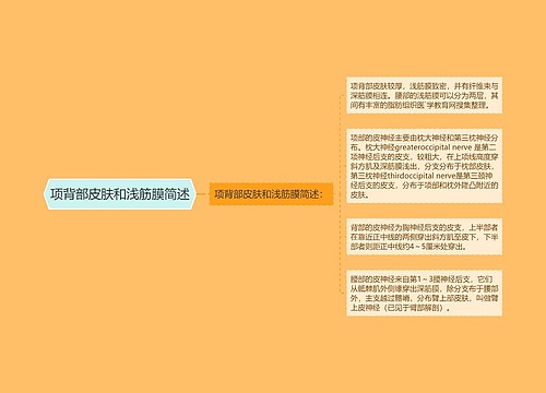 项背部皮肤和浅筋膜简述