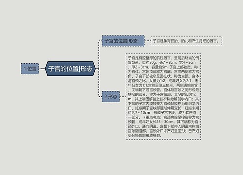 子宫的位置|形态