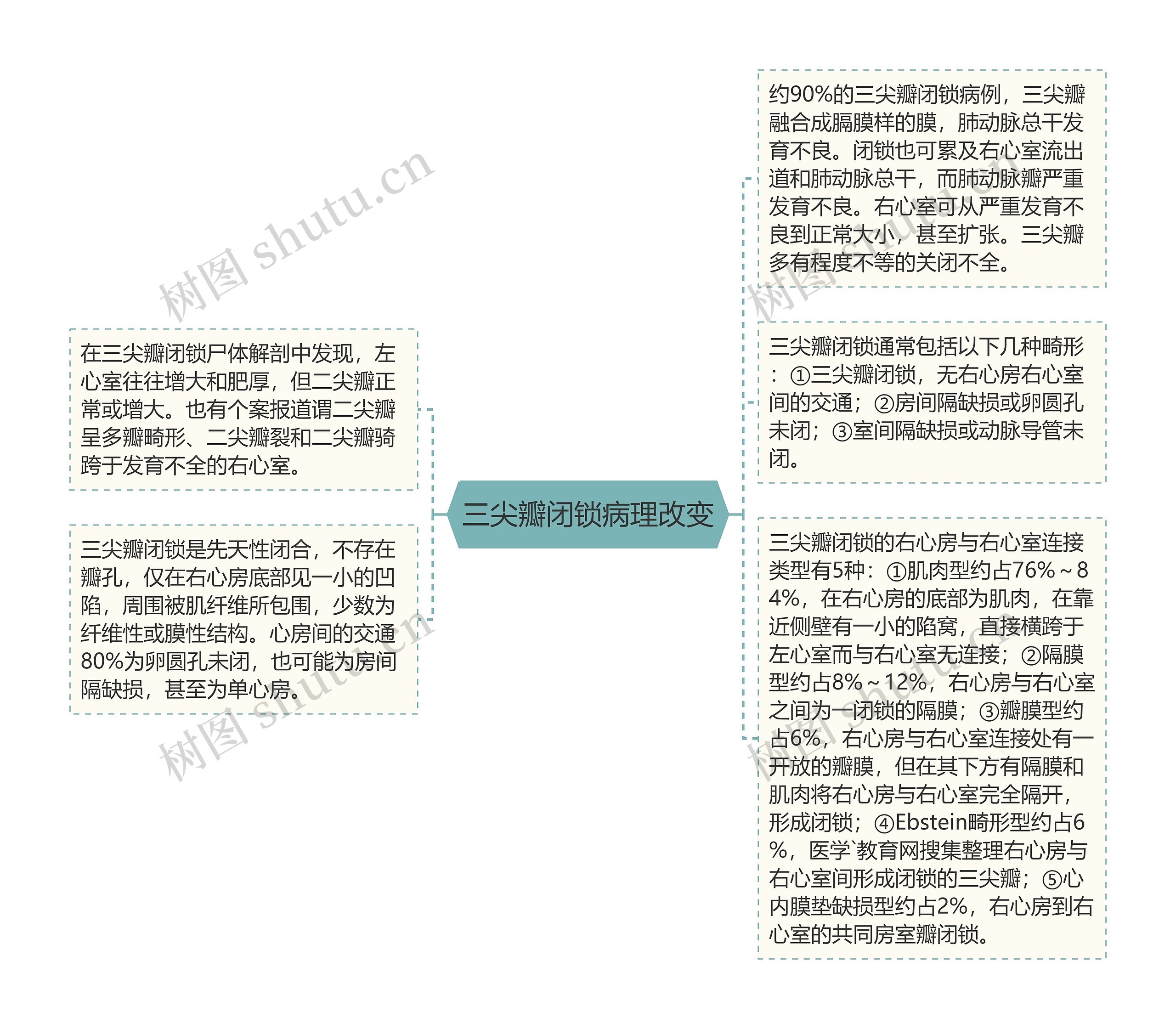 三尖瓣闭锁病理改变 三尖瓣闭锁病理改变