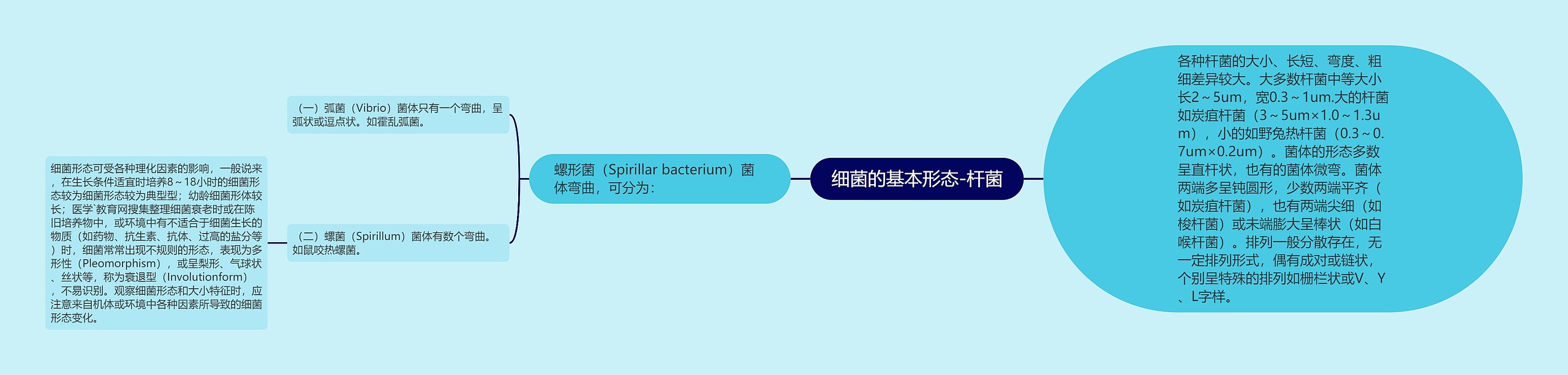 细菌的基本形态-杆菌思维导图