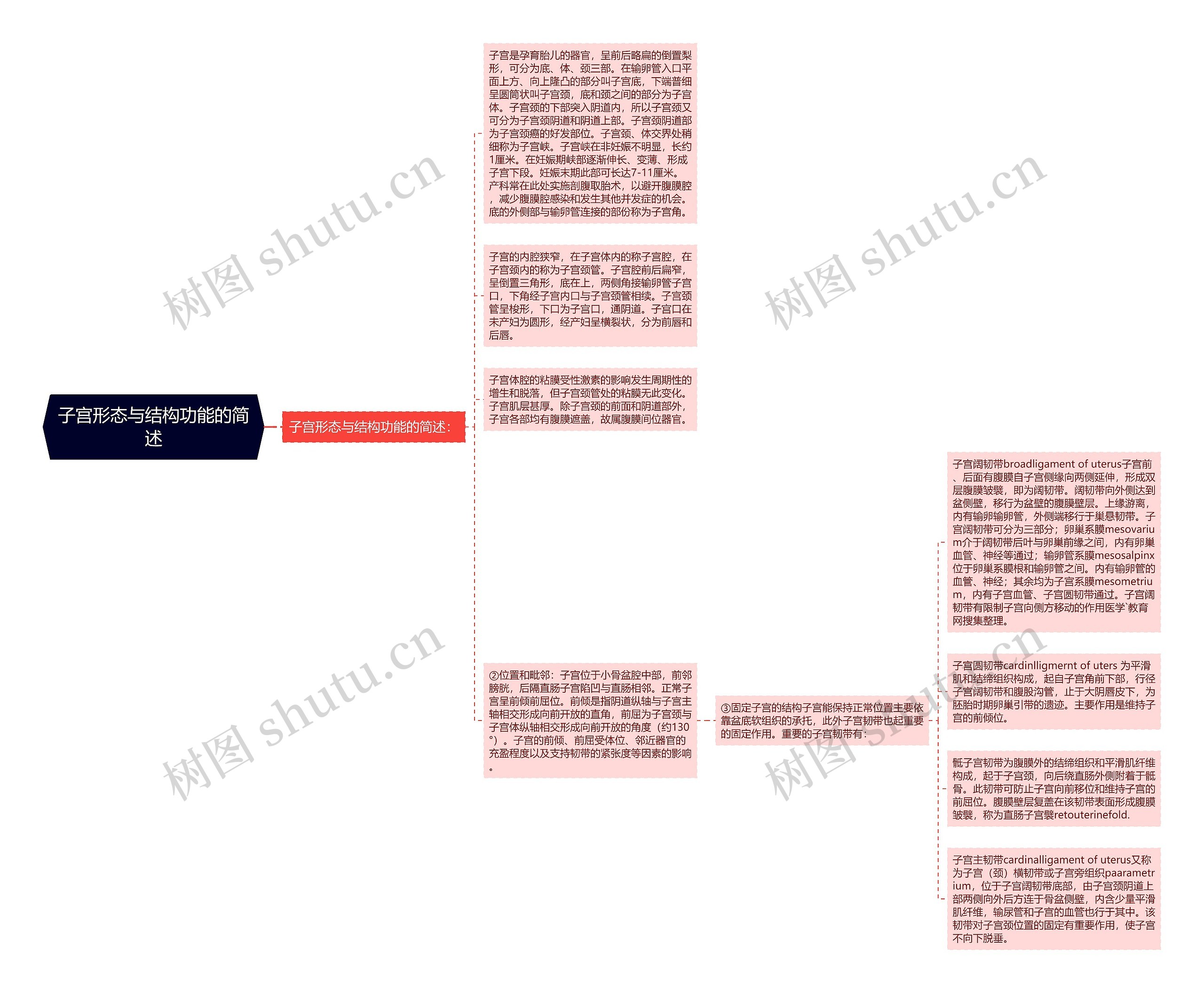 子宫形态与结构功能的简述思维导图