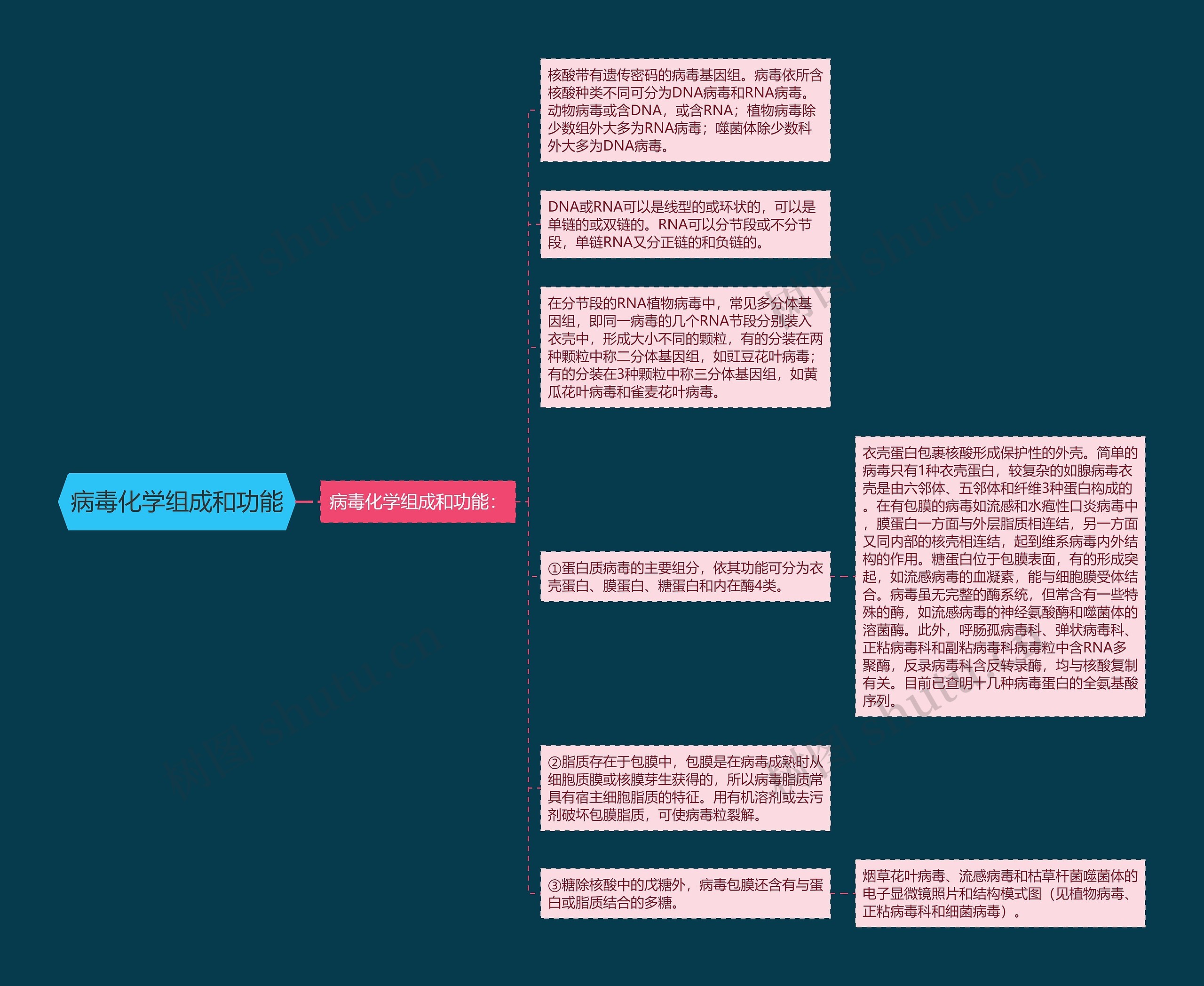 病毒化学组成和功能思维导图