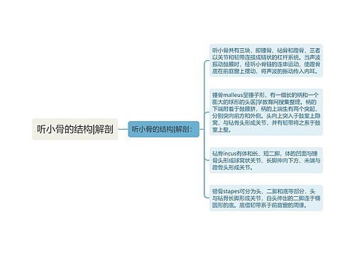 听小骨的结构|解剖