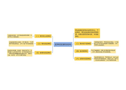 皮神经的解剖结构