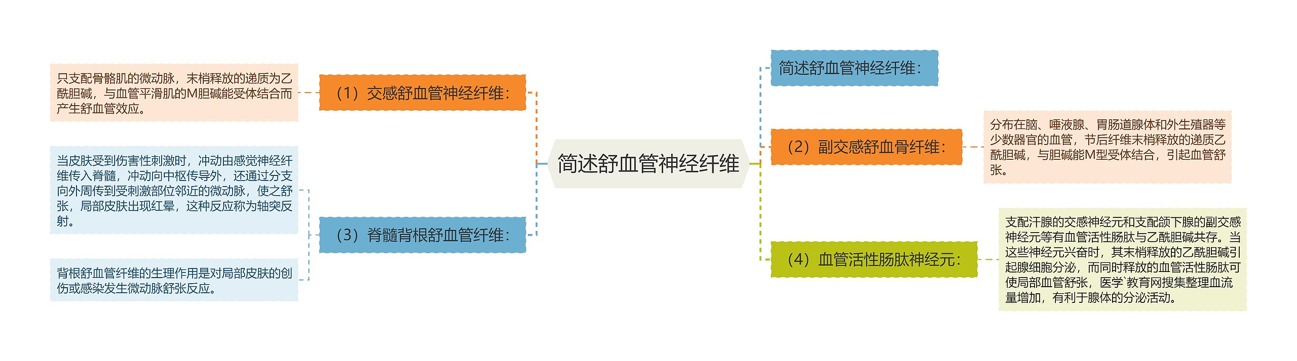 简述舒血管神经纤维