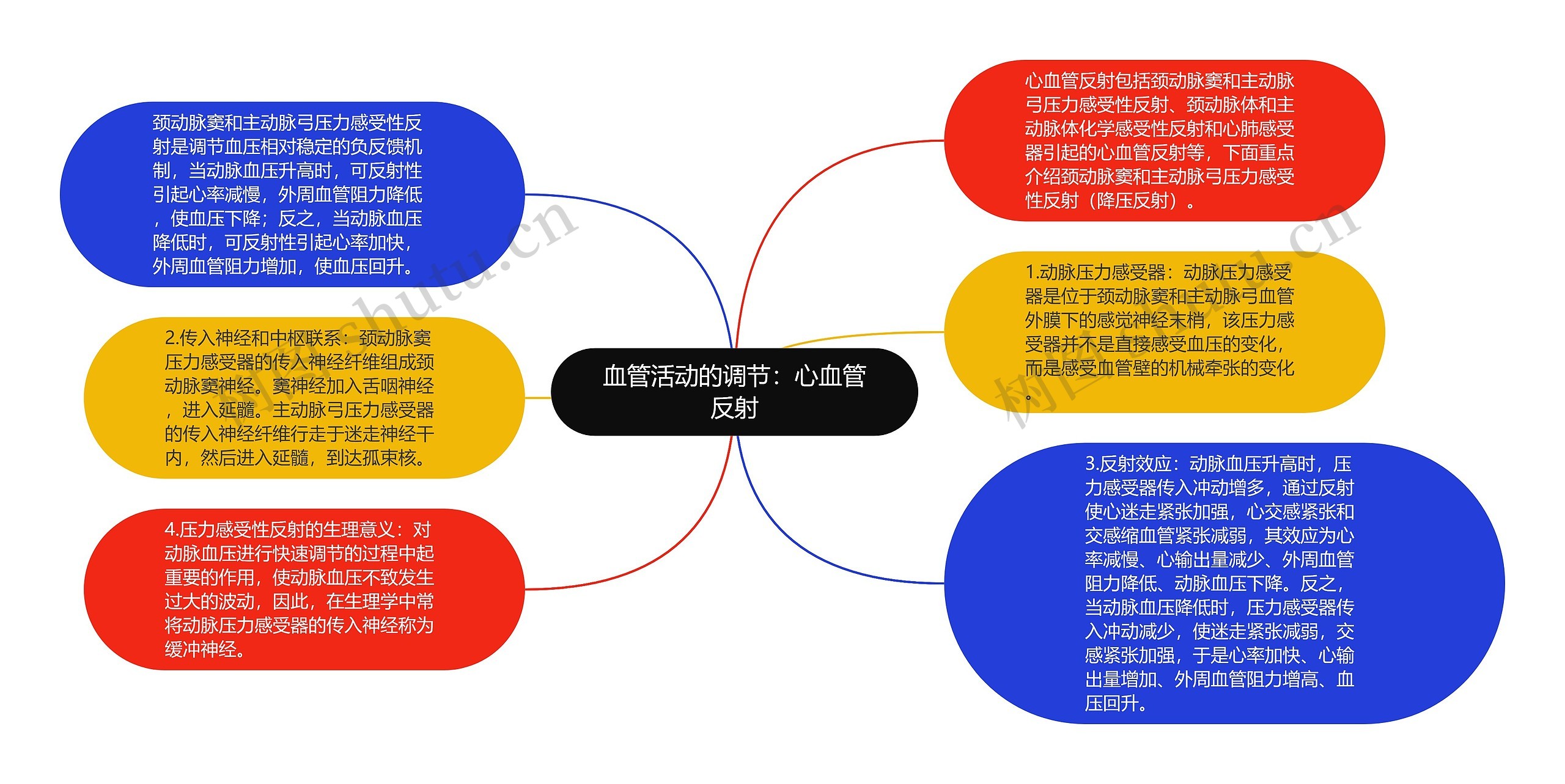 血管活动的调节：心血管反射思维导图