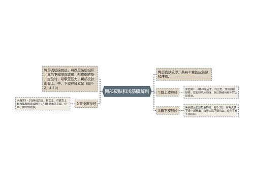 臀部皮肤和浅筋膜解剖