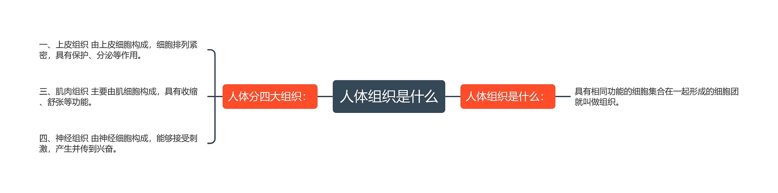 人体组织是什么 人体组织是什么