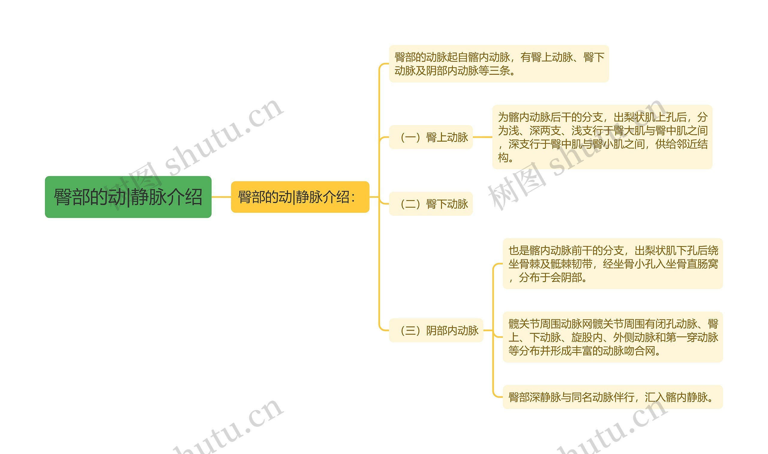 臀部的动|静脉介绍思维导图