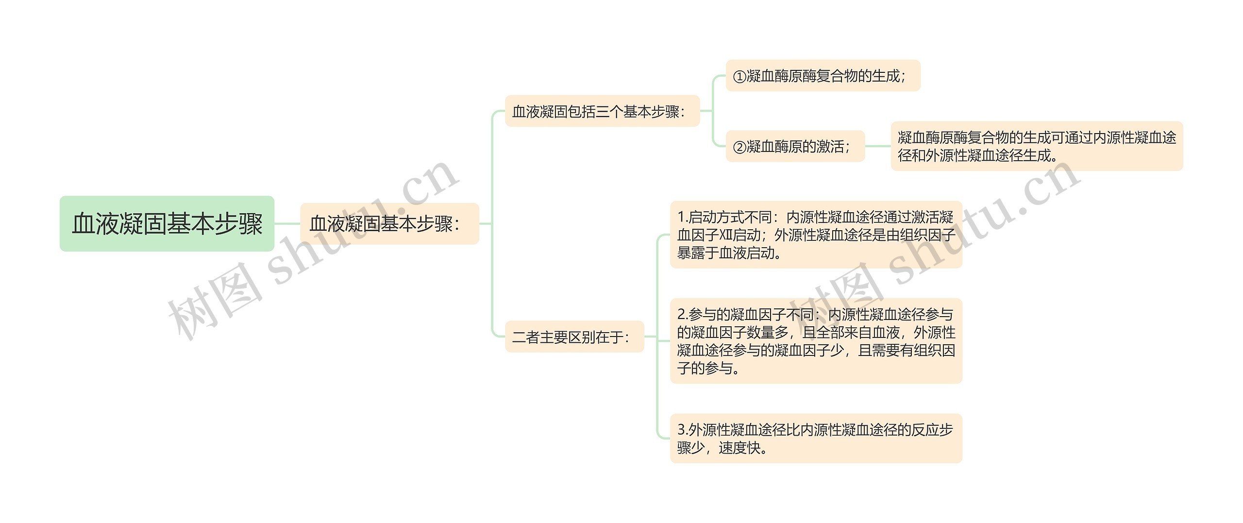 血液凝固基本步骤思维导图