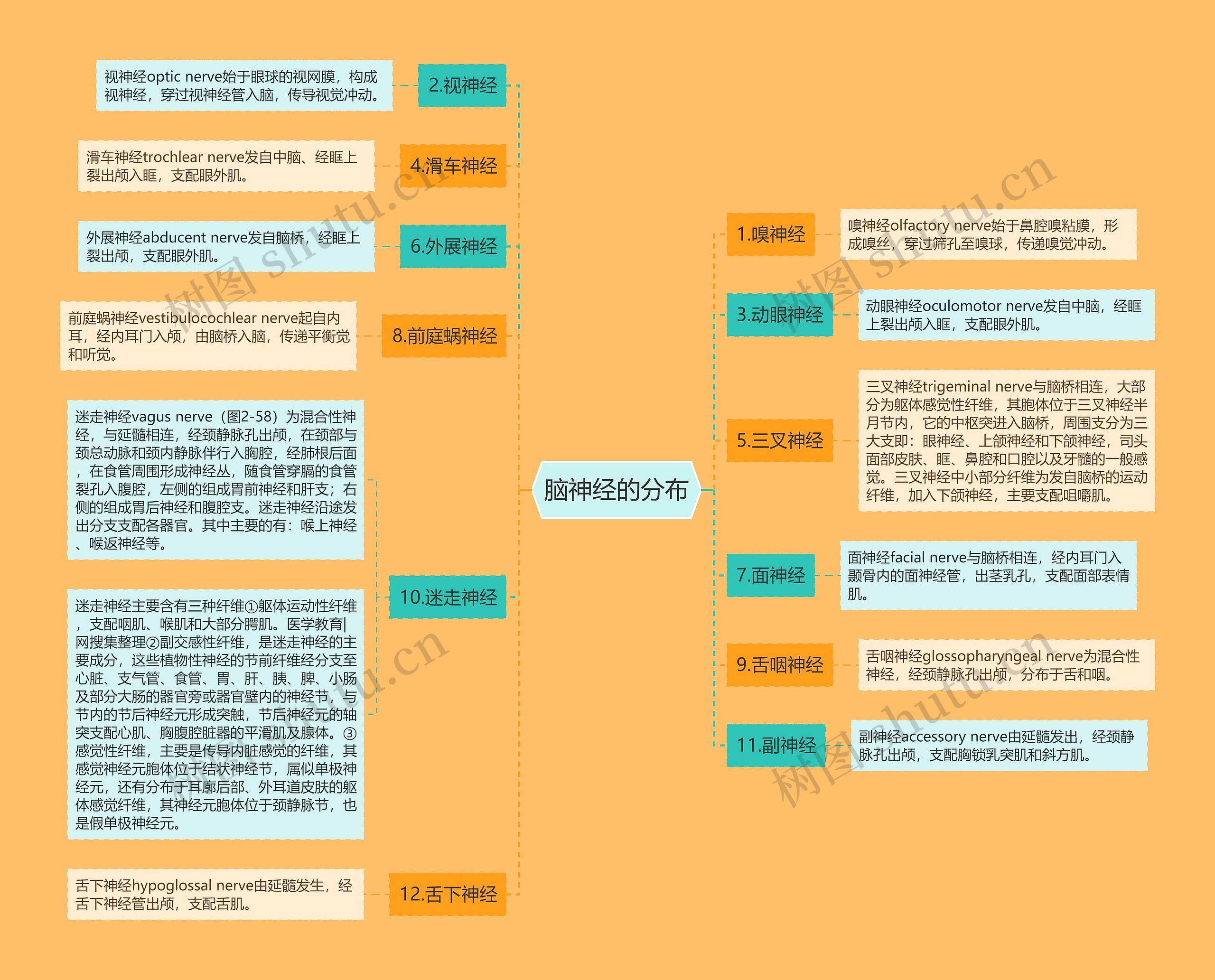 脑神经的分布思维导图