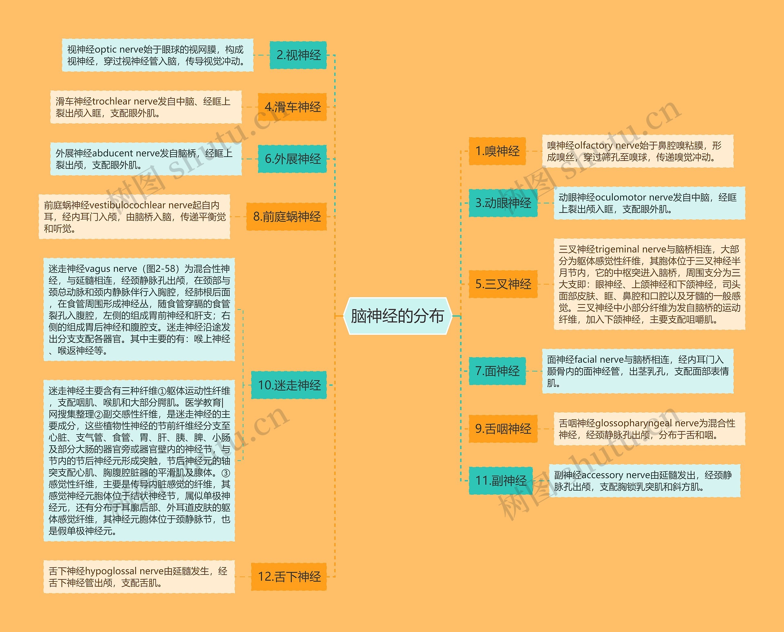 脑神经的分布 脑神经的分布