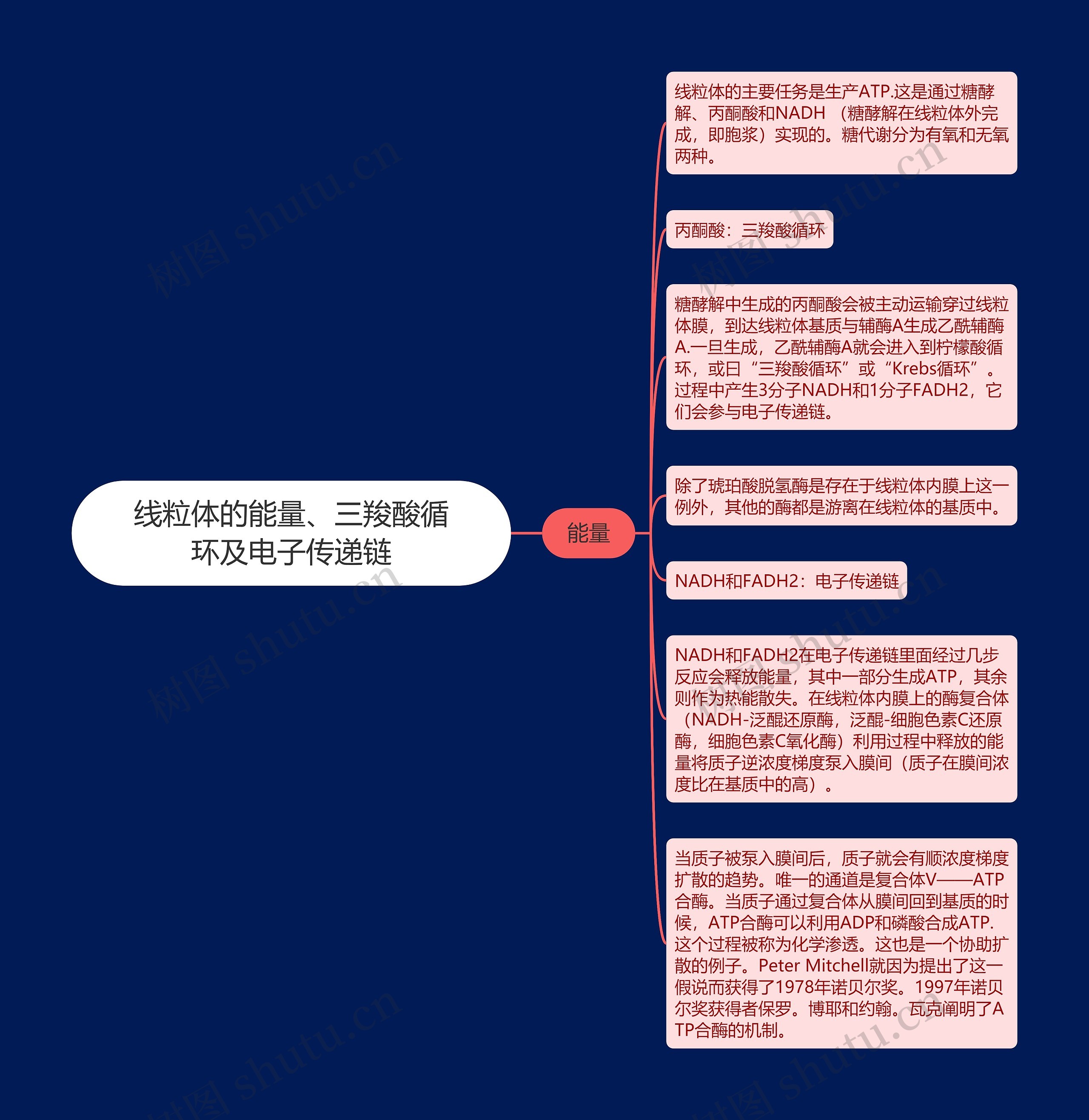 线粒体的能量、三羧酸循环及电子传递链思维导图