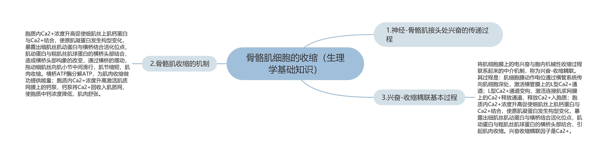 骨骼肌细胞的收缩（生理学基础知识）思维导图