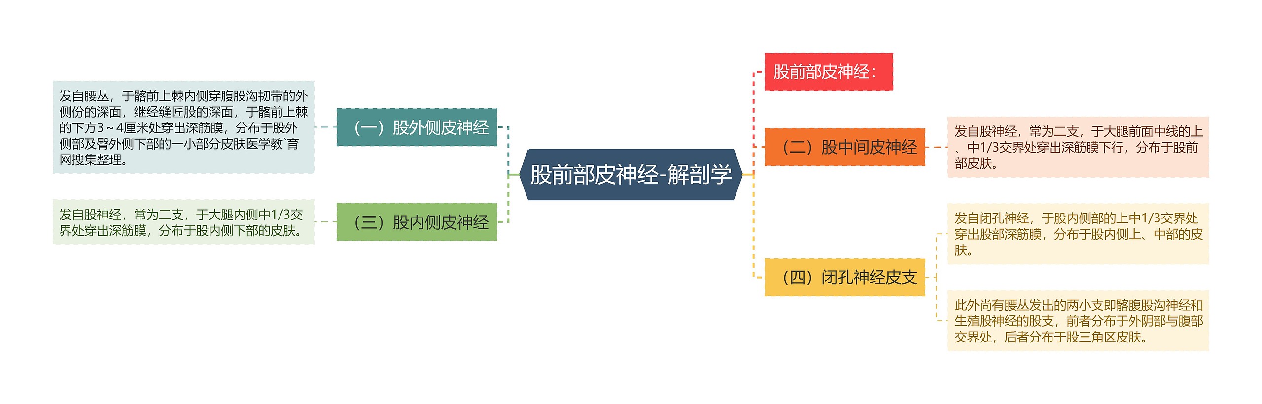 股前部皮神经-解剖学思维导图