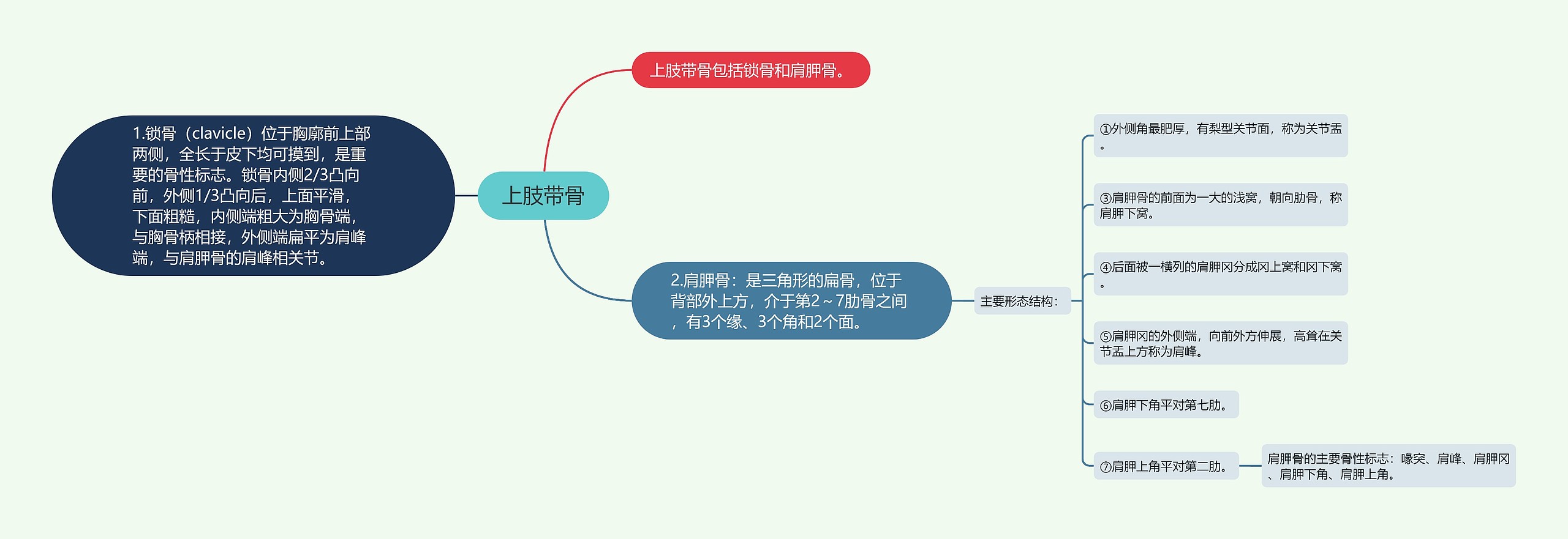 上肢带骨思维导图