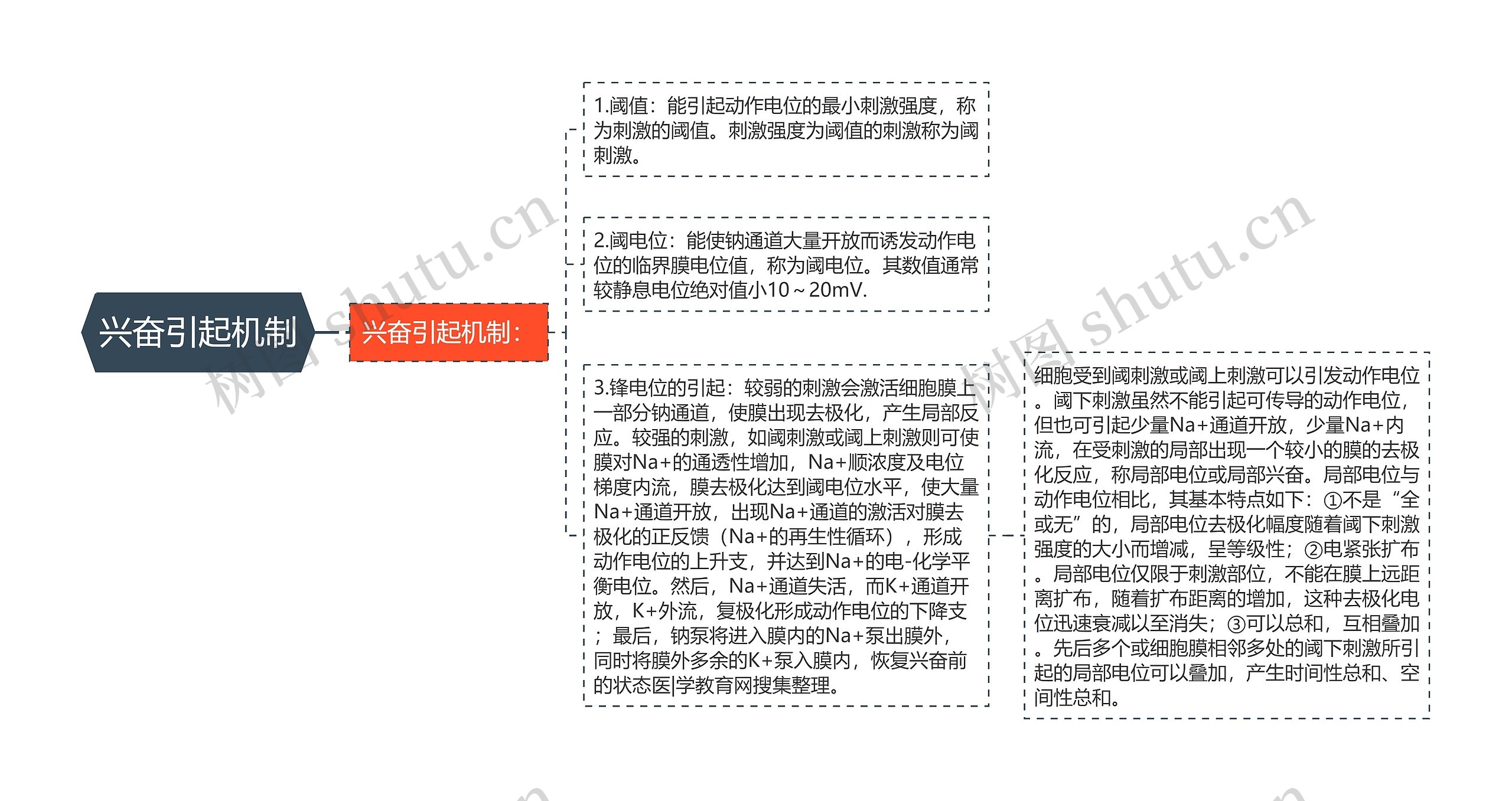 兴奋引起机制 兴奋引起机制