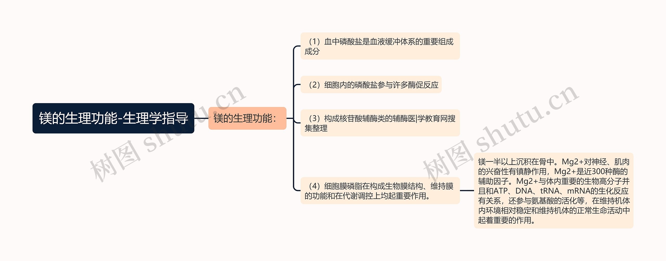 镁的生理功能-生理学指导思维导图