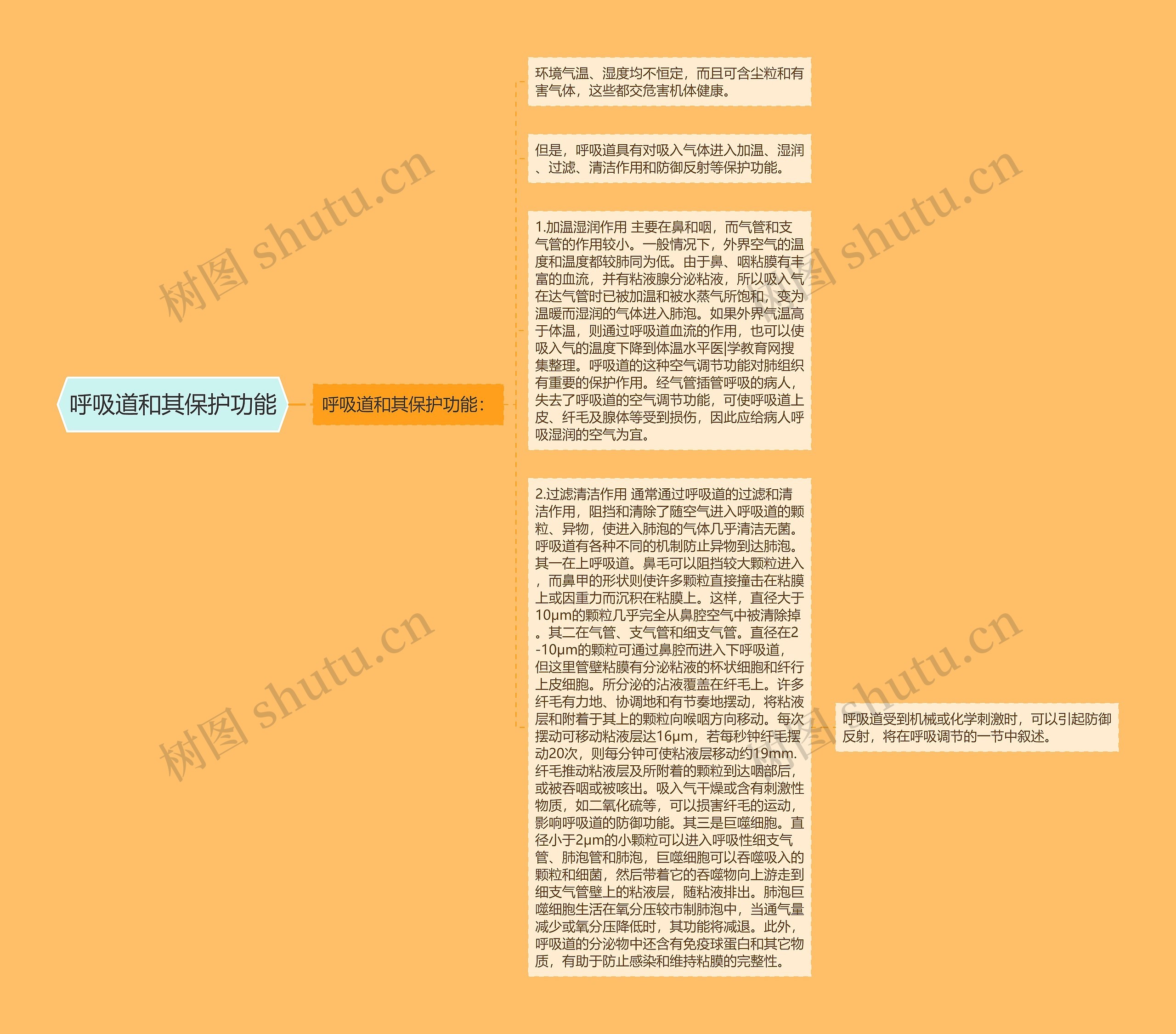 呼吸道和其保护功能思维导图