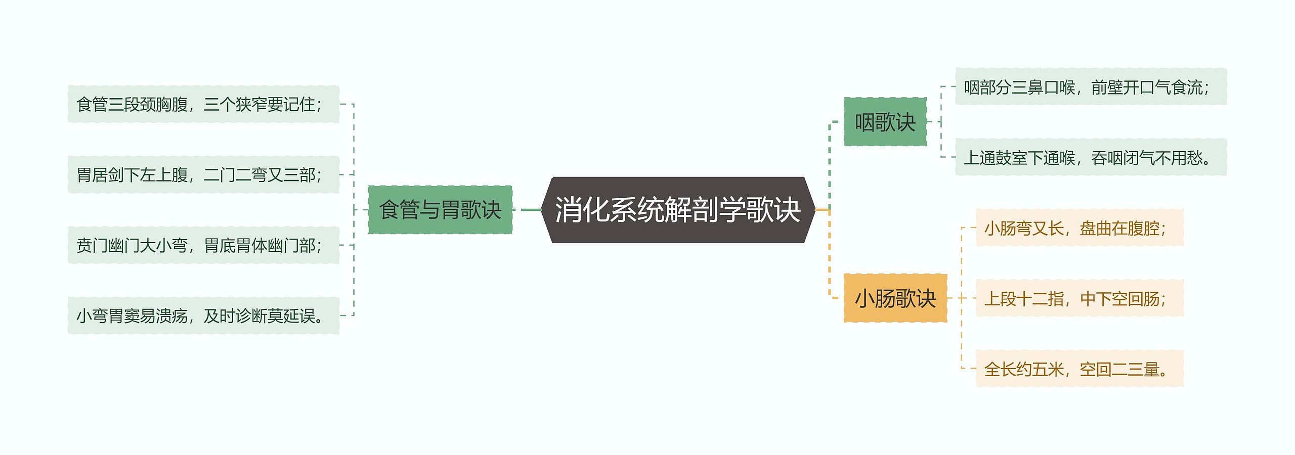 消化系统解剖学歌诀