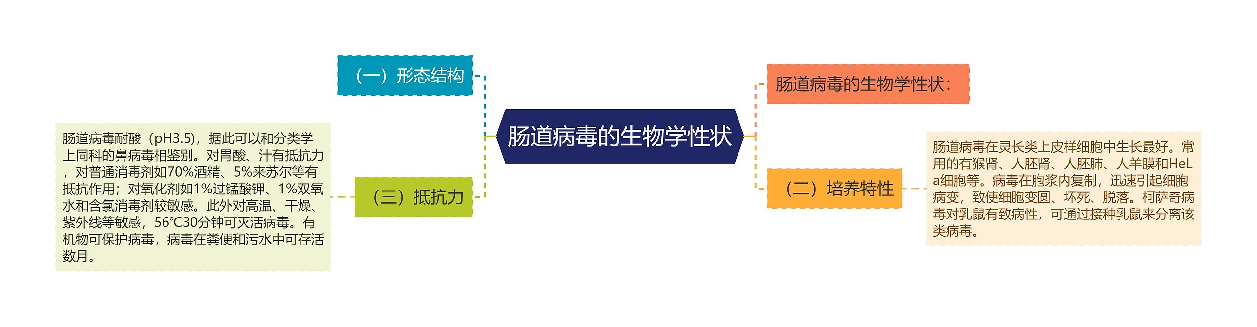 肠道病毒的生物学性状思维导图