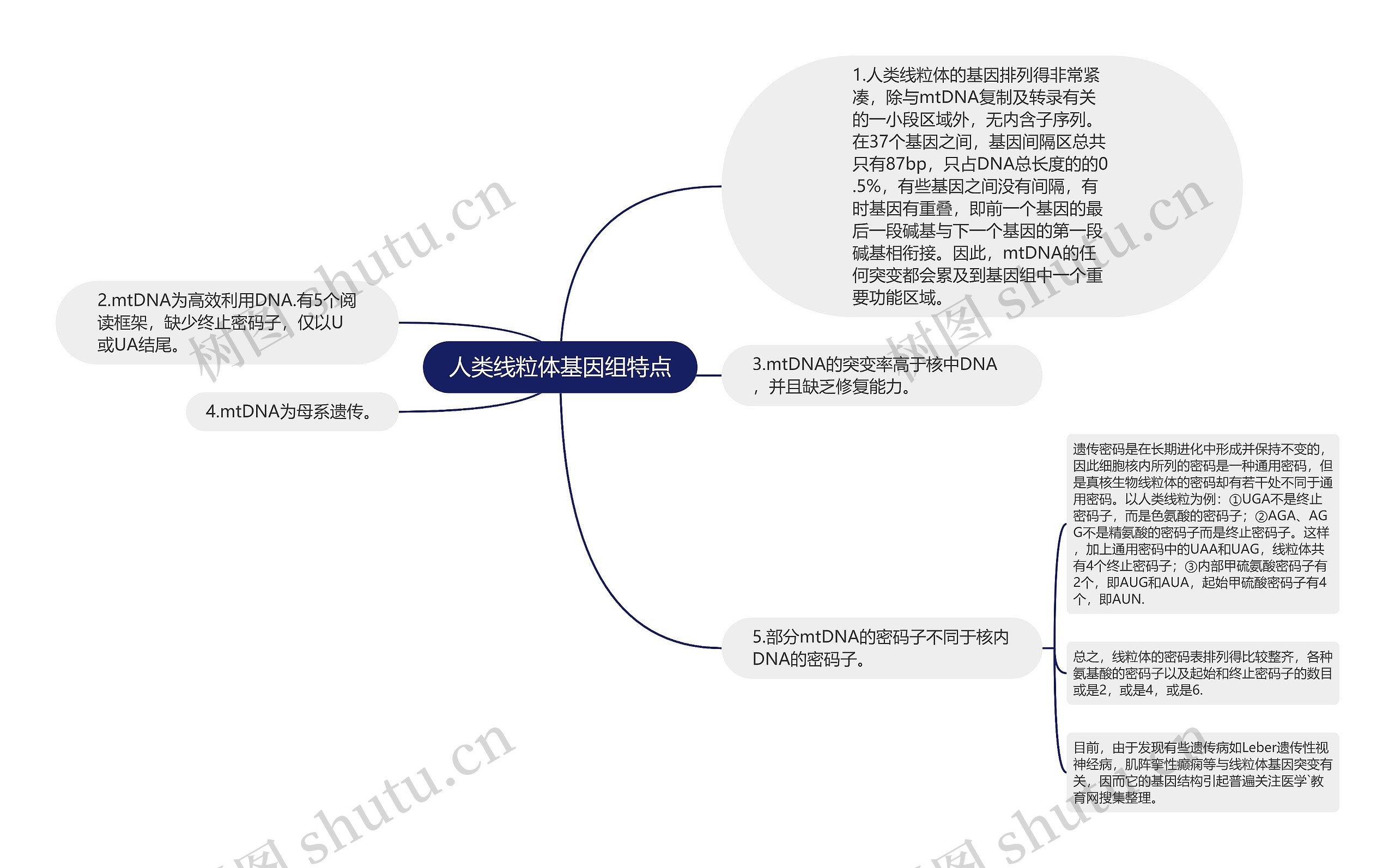 人类线粒体基因组特点